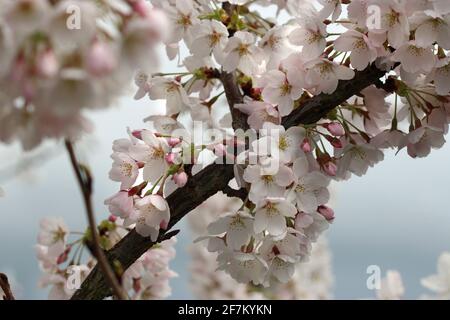 Yoshino Cherry Tree - EIN Detail eines Zweiges von Blüte im Monat März in einem Garten In Südengland Stockfoto