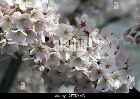 Yoshino Cherry Tree - EIN Detail eines Zweiges von Blüte im Monat März in einem Garten In Südengland Stockfoto