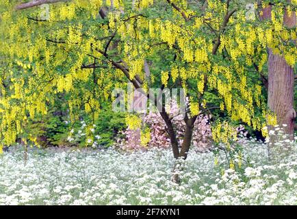 Ein Laburnum-Baum steht unter der Spitze der Königin Anne (Kuh Petersilie) Im Monat Mai in Südengland Stockfoto