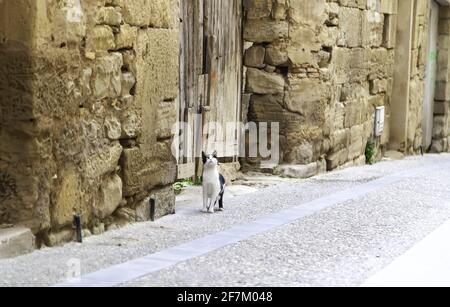 Detail einer verlassenen Katze in einer alten Straße von einem Stadt Stockfoto