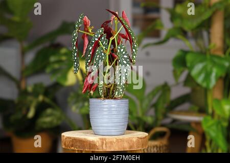 Schöne tropische 'Begonia maculata' Zimmerpflanze mit weißen Punkten in grau Keramik Blumentopf auf Holzpflanzenständer Stockfoto