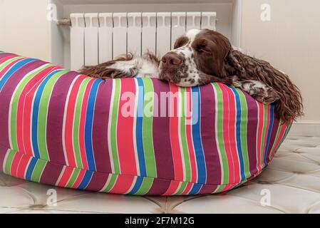 Müder Hund schläft nach einem Spaziergang. Stockfoto