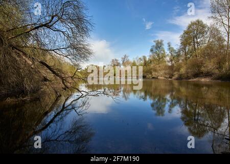 Unberührte Natur und Bäume spiegeln sich an einem Sommertag mit blauem Himmel im Wasser der Rheinauen in der Nähe von Plittersdorf, Rastatt, Deutschland. Stockfoto