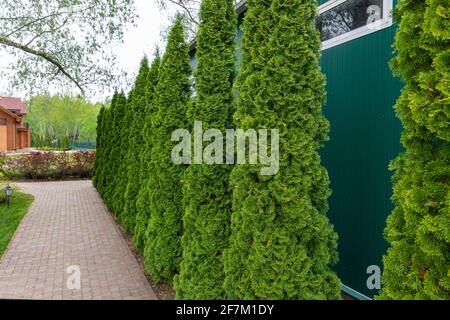 Reihe von hohen immergrünen Thuja occidentalis Bäume grünen Heckenzaun entlang Weg auf dem Land Cottage Hinterhof. Landschaftsgestaltung, topiary und Stockfoto