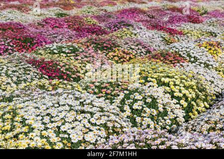 Reihen von mehrfarbigen shasta-Gänseblümchen auf einem landwirtschaftlichen Feld aus der Nähe. Israel Stockfoto