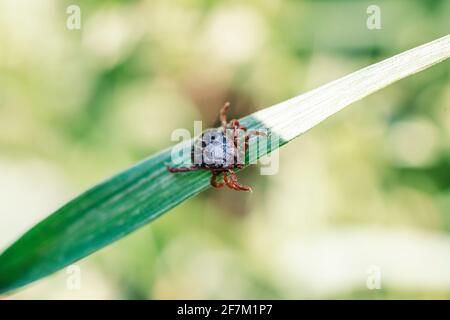 Enzephalitis Tick Insekt kriecht auf grünem Gras. Enzephalitis Virus oder Lyme-Borreliose Infektiöse Dermacentor Tick Arachnid Parasit Makro. Stockfoto