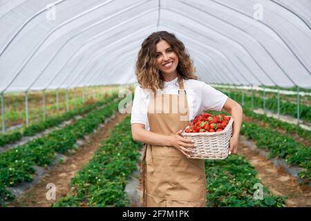 Vorderansicht einer schönen Frau mit Schürze, die einen weißen Korb mit Erdbeeren hält. Lockige Brünette geerntete Erdbeeren im Gewächshaus. Konzept von gr Stockfoto