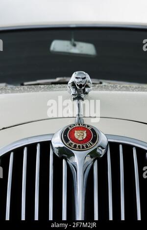 Jaguar Oldtimer mit der berühmten „Leaping Jaguar“-Logo-Kapuze Ornament Stockfoto