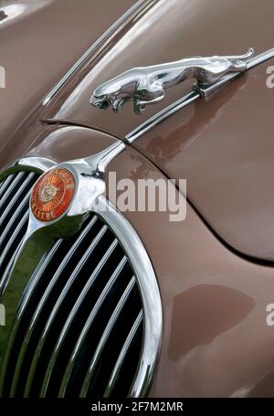 Jaguar Oldtimer mit der berühmten „Leaping Jaguar“-Logo-Kapuze Ornament Stockfoto