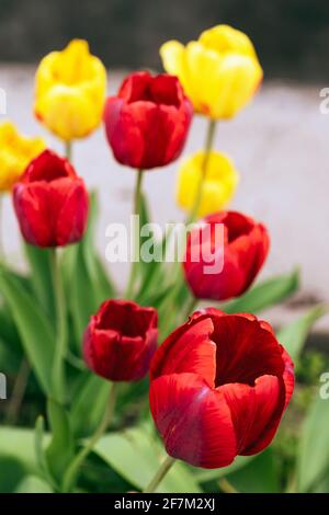 Bunte gelbe und rote Tulpen wachsen mit grünen Blättern auf dem Grundstück. Nahaufnahme Stockfoto