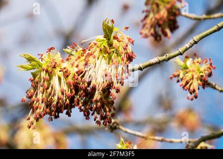 Acer Negundo Blume, die Box Holder, Boxelder Ahorn, Aschenblatt Ahorn Blumen Stockfoto