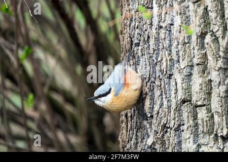 Eurasischer Nuthatch oder Holznuthatch Sitta europaea auf Baumrinde Stockfoto