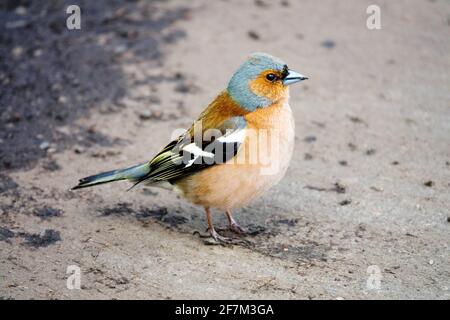 Gewöhnlicher Buchfink Fringilla coelebs erwachsenen männlichen Vogel auf dem Boden Stockfoto