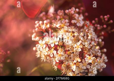 Photinia serratifolia (taiwanesische Photinia oder chinesische Photinia) Rote Blätter im Sonnenlicht Stockfoto