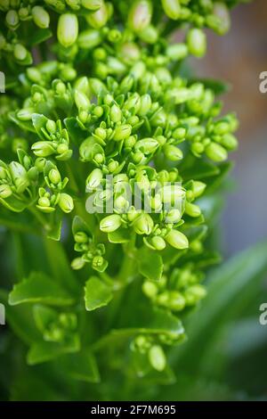 Grüne Blüten von Kalanchoe pinnata (Luftpflanze, Domglocken, Lebenspflanze, Wunderblatt) Stockfoto