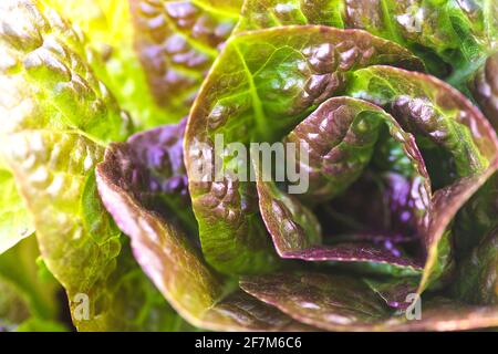 Salat (Lactuca sativa) im Garten anbauen Stockfoto