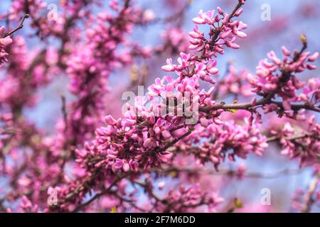 Östlicher Rotknöchel (Cercis canadensis) Blühende Blumen auf Ästen im Frühling Stockfoto
