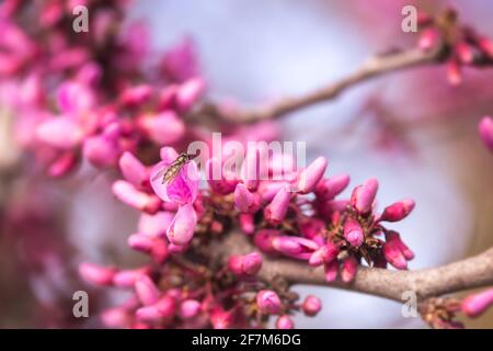 Östlicher Rotknöchel (Cercis canadensis) Blühende Blumen auf Ästen im Frühling Stockfoto