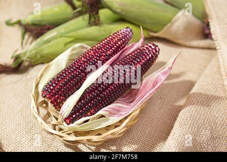 Frischer geschälter roter Mais (Ruby Queen Hybrid) Auf Vintage Stoff Hintergrund Stockfoto