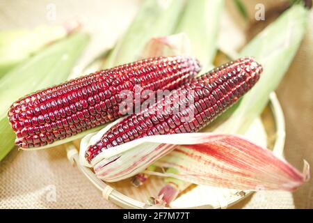 Frischer geschälter roter Mais (Ruby Queen Hybrid) Auf Vintage Stoff Hintergrund Stockfoto