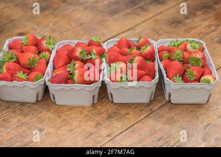 Vier Körbe für den Erdbeermarkt mit köstlichen roten Erdbeeren. Köstliches Luxus-Gourmet-Essen. Reife Bio-Frucht voller gesunder Vitamine. Frisch saftig. Stockfoto