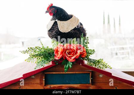 Dottie die ausgefallene Hengstrüge sitzt auf Blumen Stockfoto