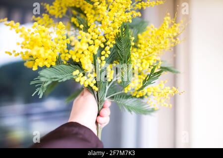 Bouquet von Mimosen Blumen auf einem hölzernen Hintergrund Stockfoto