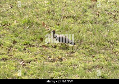 Rot napter Ibis-Vogel Stockfoto