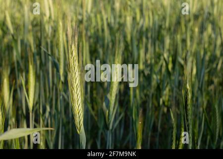 Hordeum vulgare (Gerste) wächst im Frühling auf einem Feld in Belgien Stockfoto