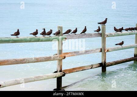 Brown Noddy (Anous stolidus) auf der Rodrigues-Insel Stockfoto