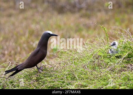 Brown Noddy (Anous stolidus) mit einem Küken auf Rodrigues Island Stockfoto