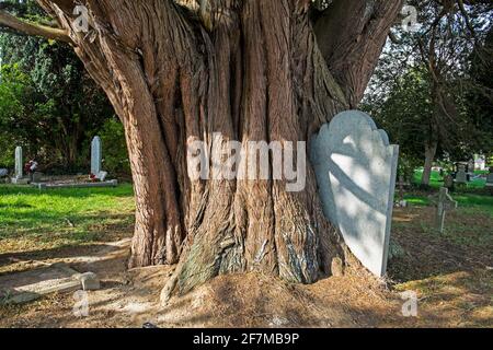 Auf dem alten Friedhof in Swords, Dublin, Irland, ist eine große Eibe über einem Grabstein gewachsen Stockfoto