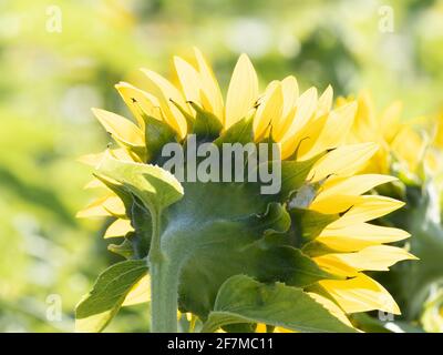 Hinterleuchtete Sonnenblume Aganist ein weicher grüner Hintergrund Stockfoto