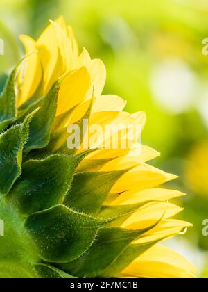 Hinterleuchtete Sonnenblume Aganist ein weicher grüner Hintergrund Stockfoto