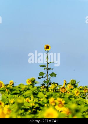 Einzelne Sonnenblume, die über dem Sonnenblumenfeld emporragt Stockfoto