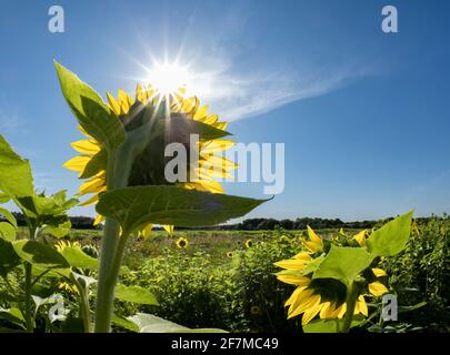 Hinterleuchtete Sonnenblume Aganist ein blauer Himmel und Sonnenstrahlen Stockfoto