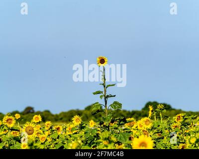 Einzelne Sonnenblume, die über dem Sonnenblumenfeld emporragt Stockfoto