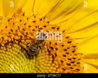 Nahaufnahme einer westlichen Honigbiene auf einer Sonnenblume Stockfoto