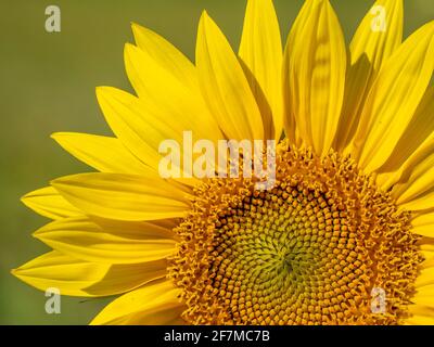 Nahaufnahme des Kopfes einer Sonnenblume Stockfoto