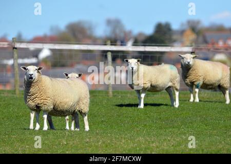 Leicester, Leicestershire, Großbritannien, 5. April 2021. Wetter in Großbritannien. Eine allgemeine Ansicht des Hallaton Village in Leicestershire. Alex Hannam/Alamy Live News Stockfoto