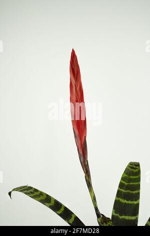 Vriesea erstrahlen mit weißem Hintergrund Stockfoto