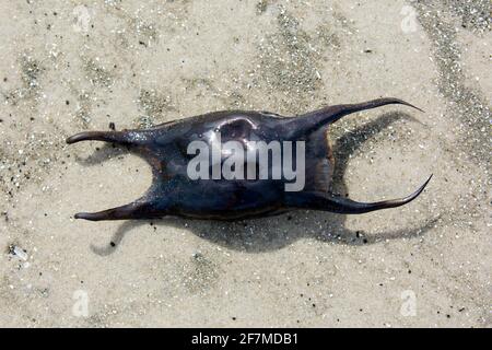 Wellenstrahl (Raja undulata), Eierkoffer / Eierkoffer / Eierkapsel / Meerjungfrau Handtasche an Strand gewaschen Stockfoto