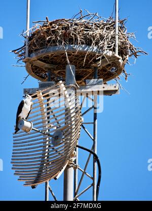 Fischadler Pandion haliaetus an seiner riesigen Nestplattform auf einem Telekomturm in Westaustralien Stockfoto