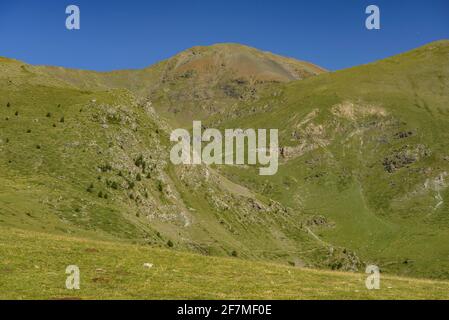 Im Sommer von Fontalba aus zum Gipfel des Puigmal aufsteigen (Ripollès, Katalonien, Spanien, Pyrenäen) ESP: Camino de subida a la cumbre del Puigmal (Pirineos) Stockfoto