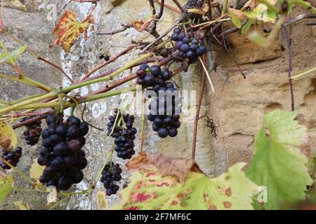 Lila/schwarze Trauben wachsen an einer Steinmauer mit großen Trauben Von reifen Trauben Stockfoto