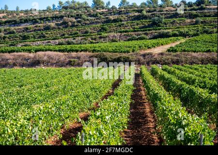 Reihen von reifen Weintrauben Pflanzen auf Weinbergen in Cotes de Provence, Region Provence, Südfrankreich, bereit zur Ernte, Weinbereitung in Frankreich Stockfoto