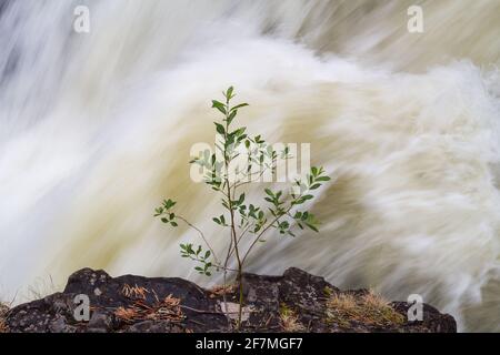 Einsamer Baum über einem schnellen Wasserfall. Stockfoto