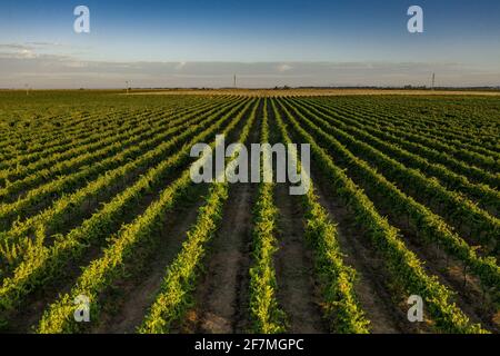 Luftaufnahme der Weinberge von Raimat bei Sonnenaufgang im Sommer (Lleida, Katalonien, Spanien) ESP: Vistas aéreas de los viñedos de Raimat al amanecer (Lérida) Stockfoto