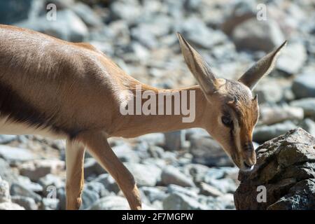 Nahaufnahme einer arabischen Sandgazelle (Gazella marica) in den Felsen der Vereinigten Arabischen Emirate (VAE). Stockfoto