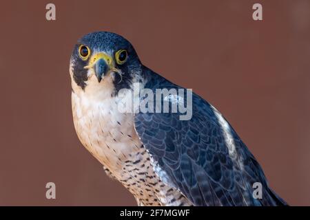 Der Kopf des Wanderfalken (Falco peregrinus) schoss ganz nah heran. Falknerei oder Falken halten und Rennen sie im Nahen Osten. Stockfoto